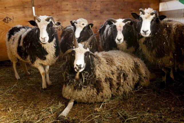 Handout photo of Jacob Sheep in Abottsford, British Columbia