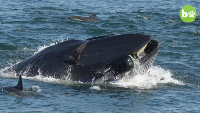 Vidéo: Une baleine Vidéo: Une baleine