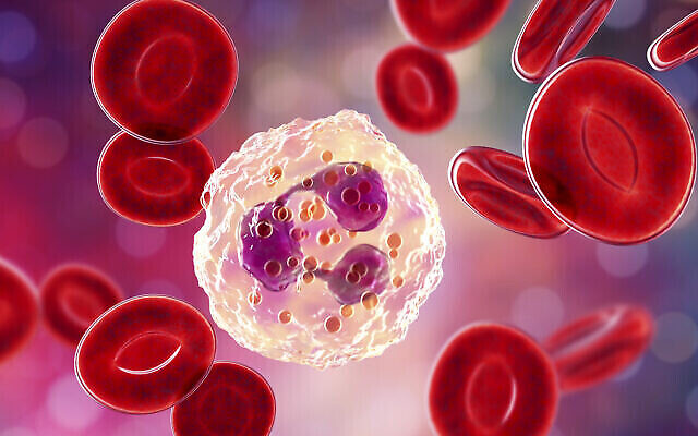 Neutrophil, a white blood cell