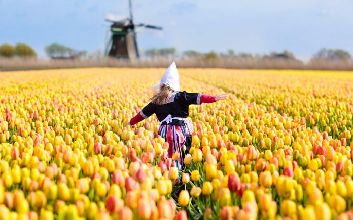 Child in tulip flower field. Windmill in Holland.