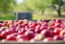 Des pesticides à risques dans 50 % des fruits et légumes(UFC)
