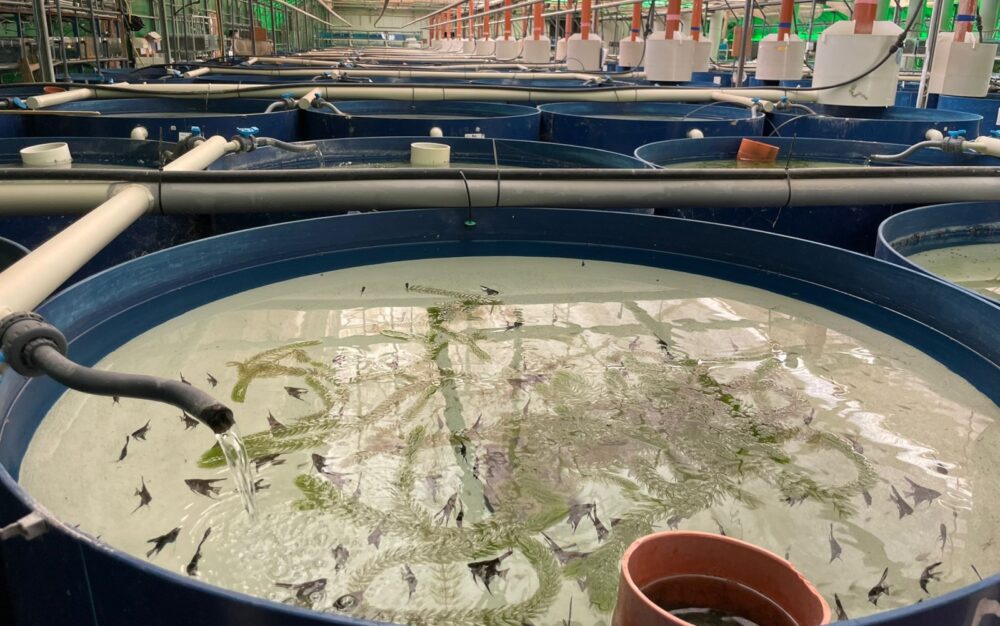 Isra??l apporte l'innovation dans le domaine de la technologie bleue